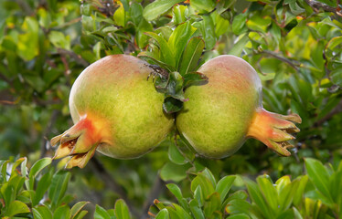 Unripe pomegranate fruit on branch, green and not yet ripe
