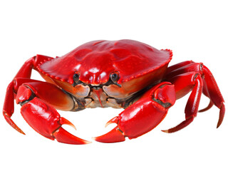 Realistic Crab image on transparent background. Ai generated.