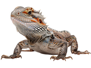 Obraz premium Realistic reptile image on transparent background. Ai generated.