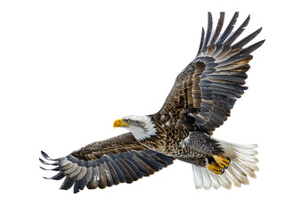 Realistic Eagle image on transparent background. Ai generated.