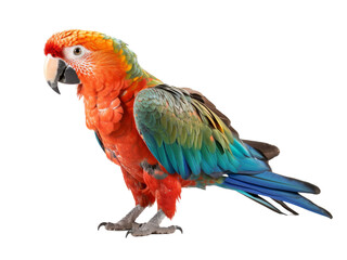 Realistic Parrot image on transparent background. Ai generated.