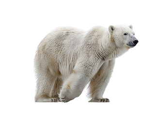 Realistic polar bear image on transparent background. Ai generated.