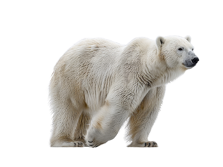 Realistic polar bear image on transparent background. Ai generated.