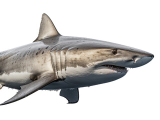 Realistic shark image on transparent background. Ai generated.