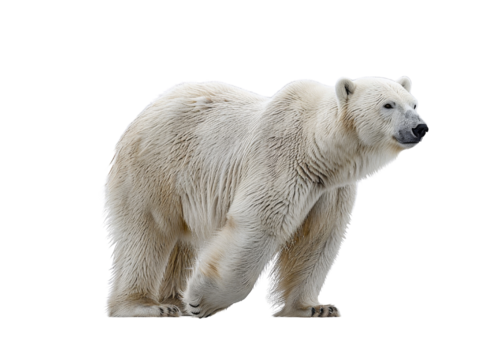 Realistic polar bear image on transparent background. Ai generated.