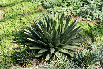 Fototapeta premium A close-up view of an agave plant surrounded by treasure-flower and greenery.