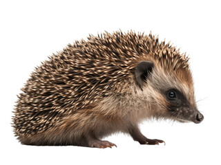 Realistic Hedgehog image on transparent background. Ai generated.