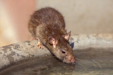 a Rat inside of the Karni Mata Rat Temple in the Town of Deshnoke in the Province of Rajasthan in India.  India, Bikaner, January, 1998