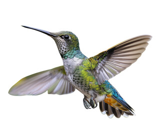 Obraz premium Realistic Hummingbird image on transparent background. Ai generated.