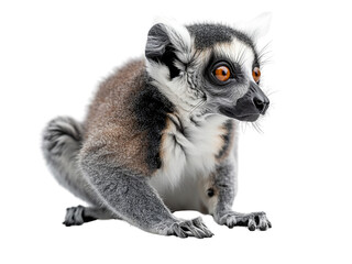 Realistic Lemur image on transparent background. Ai generated.