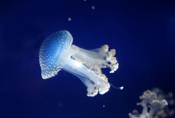 Tropical Jellyfish Phyllorhiza punctata white-spotted jellyfish aka floating bell, Australian...
