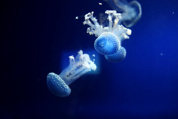 Tropical Jellyfish Phyllorhiza punctata white-spotted jellyfish aka floating bell, Australian spotted jellyfish underwater in aquarium of Monaco oceanography museum