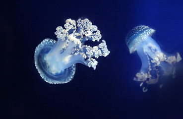Tropical Jellyfish Phyllorhiza punctata white-spotted jellyfish aka floating bell, Australian...