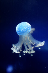 Tropical Jellyfish Phyllorhiza punctata white-spotted jellyfish aka floating bell, Australian spotted jellyfish underwater in aquarium of Monaco oceanography museum