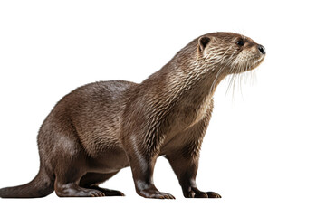 Realistic Otter image with a transparent background. Ai generated.