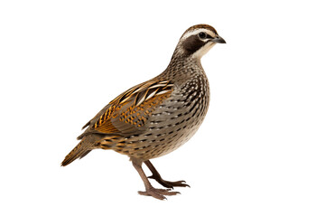 Obraz premium Realistic Quail image with a transparent background. Ai generated.