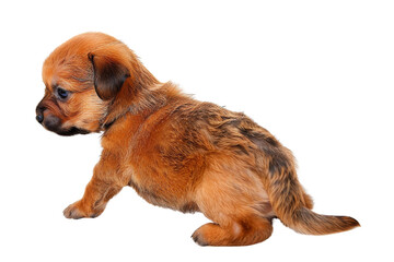 Obraz premium Realistic Puppy image with a transparent background. Ai generated.