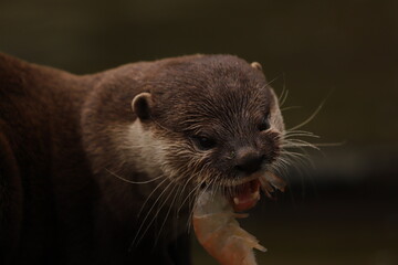 close up of a otter
