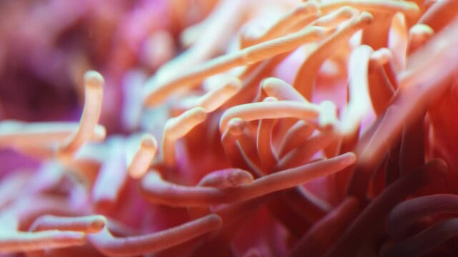 Fluorescent bubble-tip anemone (Entacmaea quadricolor) fluorescent is waving in the water at coral reef.