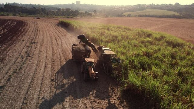 sugar cane plantation