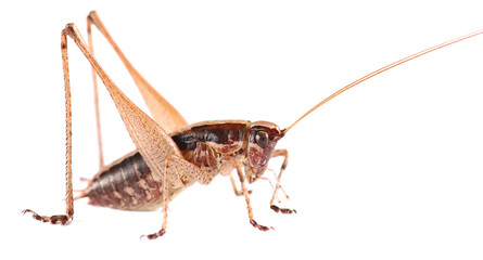 Shield-backed Katydids (Tettigoniinae) isolated on white, side view