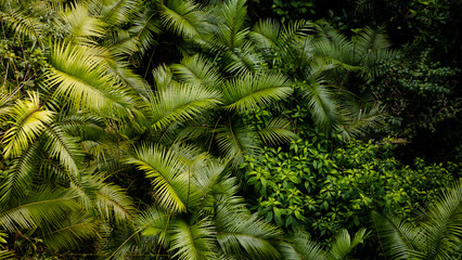 Overhead aspect of luscious, tropical rainforest with thick green covering/canopy. Located in the far north of Queensland in Australia.  © Bowie