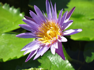 Beautiful purple lotus growing in pond in Vietnam