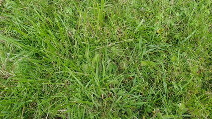 a patch of green grass. The grass appears to be healthy and lush, with various shades of green. The blades are of different lengths, giving the grass a natural and slightly uneven appearance