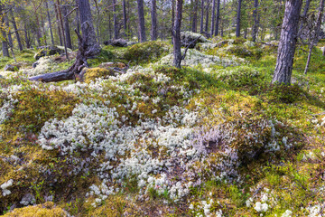 Forest with reindeer moss in Randsverk, Norway