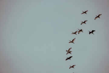 birds in flight