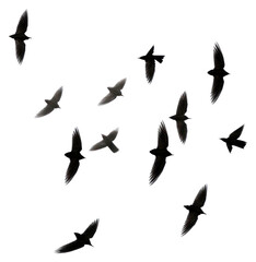 Obraz premium PNG Birds flying silhouette animal flock monochrome.