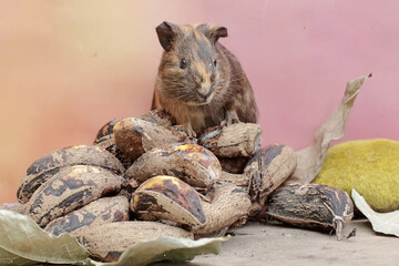 A guinea pig is eating a bunch of ripe bananas that have fallen to the ground. This rodent mammal has the scientific name Cavia porcellus.