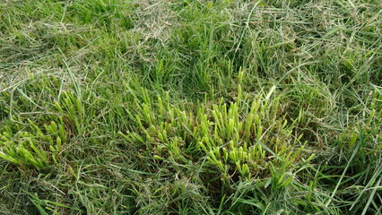 a patch of grass with a mix of green and brown colors. The grass appears to be somewhat overgrown, with some areas looking lush and green, while others are more dry and brown