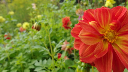 Obraz premium a close-up of a vibrant red and orange flower, likely a dahlia, with a yellow center. The flower is in sharp focus, while the background is blurred, showing more flowers and green foliage