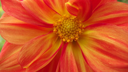 a close-up of a vibrant flower. The petals are a mix of bright orange and yellow, with the colors blending together beautifully. The center of the flower is a cluster of small, round, yellow structure
