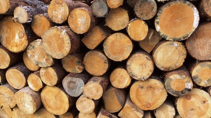 a stack of cut logs. The logs are arranged with their circular ends facing outward, displaying the cross-sections of the wood. The wood appears to be of various sizes