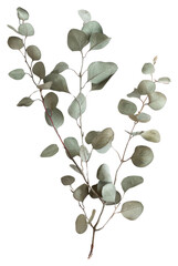 Obraz premium PNG Minimalist eucalyptus branch decor