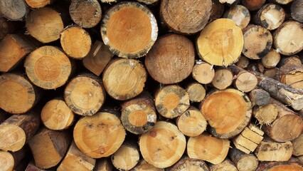 a stack of cut logs. The logs are arranged in a pile, with the circular ends facing outward. They vary in size, with some being larger and others smaller. The wood appears to be freshly cut
