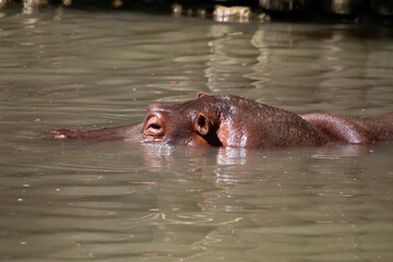 Flusspferd (Hippopotamus amphibius) im Wasser 