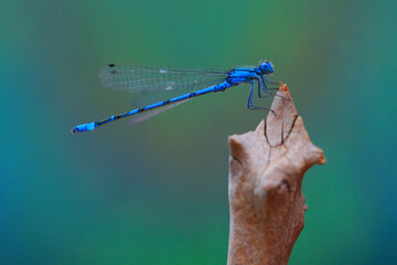Azurjungfern (Coenagrion) sitzt auf Holz