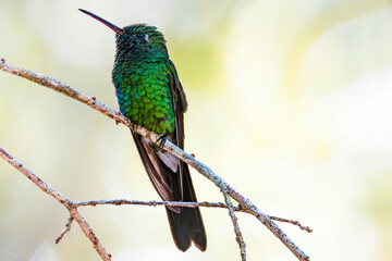 Cuban emerald (Riccordia ricordii), male, Cuba. Selective focus on bird's eye