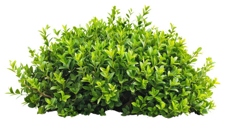 Obraz premium PNG Lush green bush isolated white