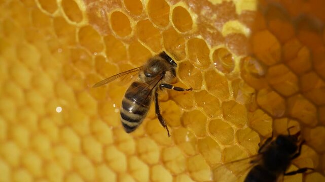 Working bee on honeycomb, close up. Colony of bees in apiary. Beekeeping in countryside. Macro shot with in a hive in a honeycomb, wax cells with honey and pollen. Honey in combs