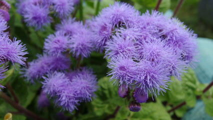 a cluster of fluffy, purple flowers. These flowers have a soft, fuzzy appearance, with numerous thin, hair-like petals that give them a delicate texture. The flowers are surrounded by green leaves