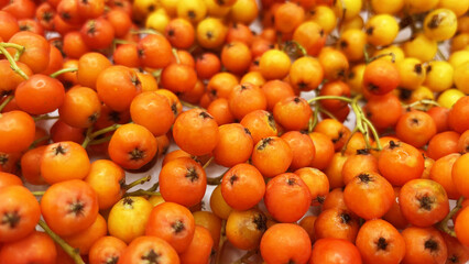 Lots of beautiful ripe rowan berries on a white background
