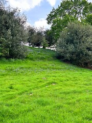 field and trees