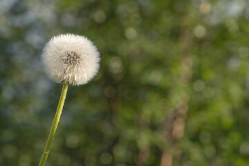 Dandelion seed head in the evening sun with a blurred background in green and a little blue