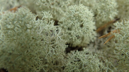  a close-up view of a patch of light green lichen. The lichen has a bushy, intricate structure with...