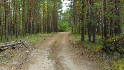 Fototapeta premium a dirt path or road running through a forest. The path is surrounded by tall, slender trees, likely pine or similar coniferous trees, with green foliage. The ground is covered with grass and some unde