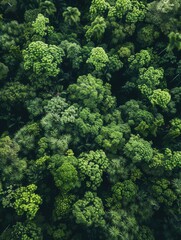 African rainforest, chimpanzees, dense foliage, bird's-eye view, lush trees, wide-angle lens, midday sun